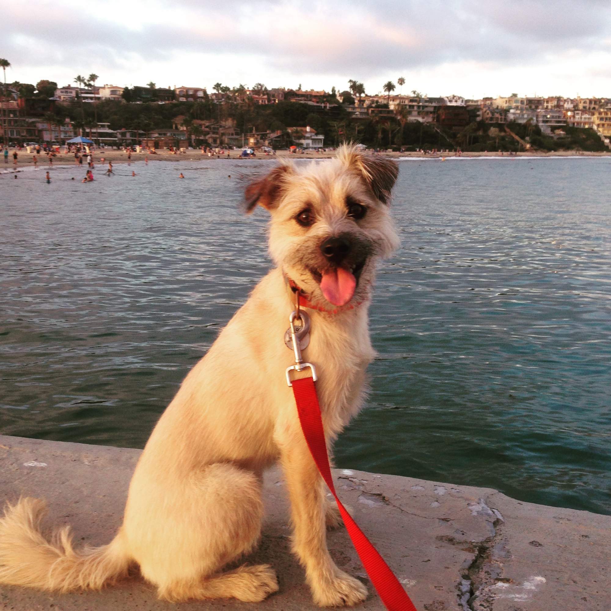 Maui the wonder dog
